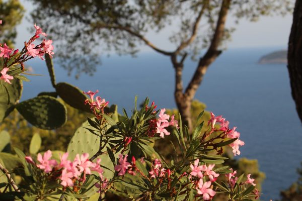 fleur rose et cactus et en arrière plan la mer